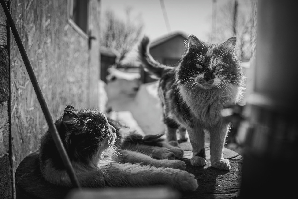 A un soffio da Milano il borgo dei gatti incanta: tra colline e storie magiche a misura di felino